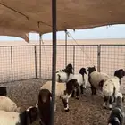 بهم نعيم