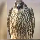 حمام قوي وعلى الشرط