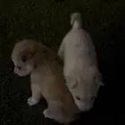 جروين هجين الام هاسكي