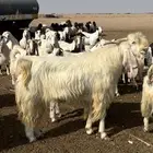 تيس مشروك ابيض