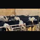 عرض بيع نجد مواليد 27تحتها 27