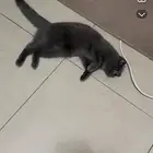 بسه سكوتش للتبني السريع