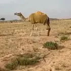 ناقه رباع