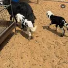 للبيع شاه نجديه طيبه