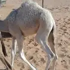 قعود للبيع