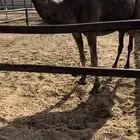 للبيع لقحه ساحليه