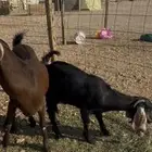 عنزين ولد ثنيه ورباع