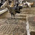 صوص بلدي