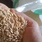 بذر شعير سداسي بلدي