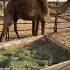 قعدان لبانيات تحت امهاتها واطيب من التصوير