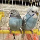 زوج بادجي