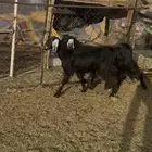 جفار مضاريع