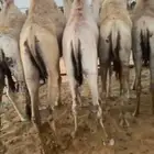 قعدان كفو للبيع