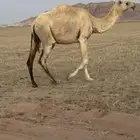 ضروبه كفو جذعه اقبل بدل مناسب