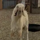 فحل ماعز للبيع بصحه ممتازه