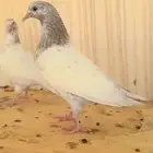 حمام بكستاني