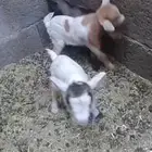 مواليد تيوس قزميه قزمي