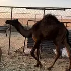 قعود سمين عمره 5 الموقع شروره