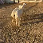 للبيع ثلاثه حريات زبد