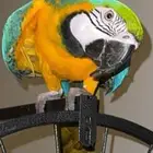 مكاو قولد للبيع هدد