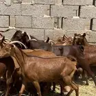 غنم ماعز دهم مقاني