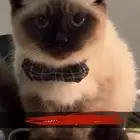 قطط للبيع بسعر رمزي