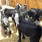 تيوس
