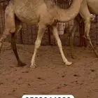 بكره