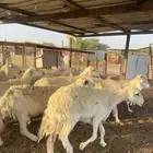 ضان حرش مضاريع ودفيع