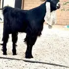 جذع مشروك مستقبل فحل