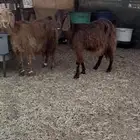 معزاء قبرصيات