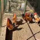 ديكة المانية وفرنسية