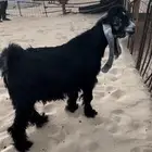 جذع معرف