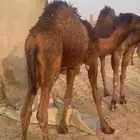 حاشي طيب وسمين لباني