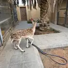 للبيع ذكر هولندي