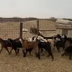 تيوس وجفار طيبة