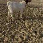 اعرض لكم تيوس صنف الاب ولام بورقوت