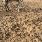 خلفه وضحى طيبه