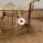 للبيع بعير رماني
