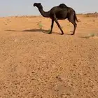 للبيع فحل مجهم كفو وطيب