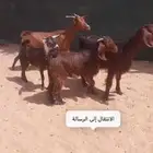 معزاء ولد