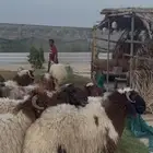 خرفان نعيم بلدي بري جبر