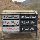 خلايا نحل بلدي