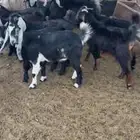 جفرات جذعات مضاريع بالفحل