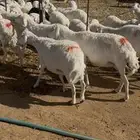 نقوة حريات دفيع شرط سونار