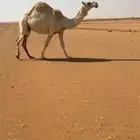 عشرا وضحا