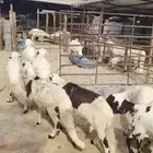 سواكني مرابي