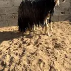 نجدية صنف والد