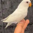 روز اليف