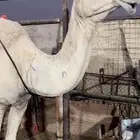خلفه منيح هديه شرط م تحرك